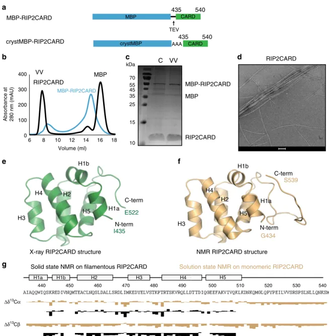 Fig. 3 Structure of monomeric RIP2CARD. a Domain organization of MBP-RIP2CARD constructs used for expression and puri ﬁ cation of recombinant RIP2CARD from E 
