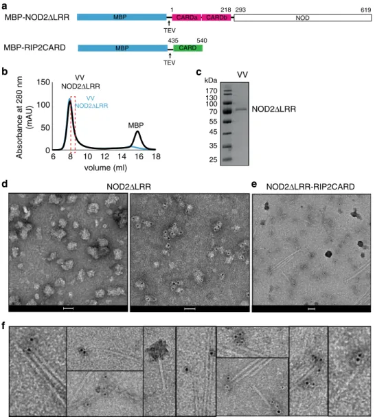 Fig. 4 NOD2 Δ LRR binds RIP2CARD ﬁ laments. a Domain organization of NOD2 Δ LRR and RIP2CARD constructs used for immuno-gold labelling experiments