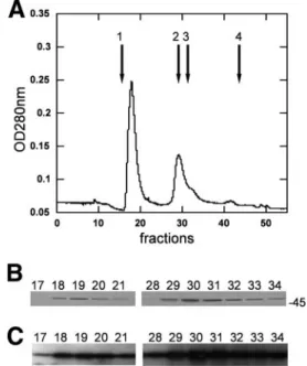 FIG. 1. Analysis of GST-YsxC by gel filtration chromatography.