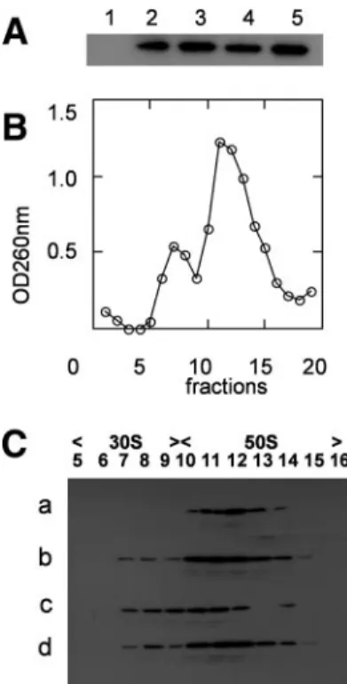 FIG. 5. Binding of YsxC to 70S ribosomes and ribosomal subunits.