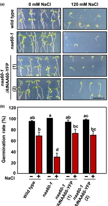 Fig. 6 naa60-1 mutants are sensitive to NaCl stress. Seeds from wild type, naa60-1 and two independent naa60-1/AtNAA60-YFP Arabidopsis thaliana lines were surface sterilized, stratified for 48 h, and germinated on 19 MS medium or 19 MS medium supplemented 