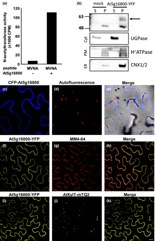 Fig. 1 N-terminal acetyltransferase activity and subcellular localization of At5g16800