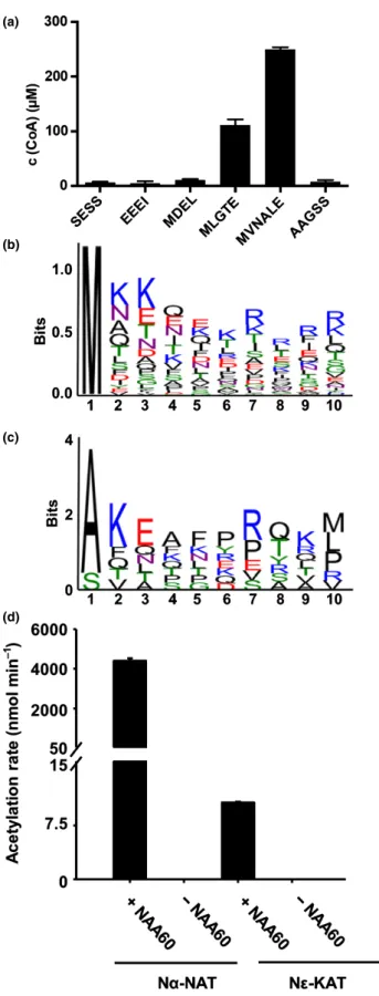 Fig. 2 Substrate specificity of AtNAA60. (a) Substrate specificity of AtNAA60 20-200 tested in vitro with six different peptides