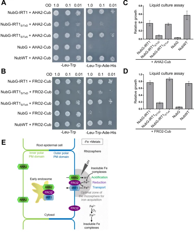 Figure 4. Phosphorylation of IRT1 decreases its interaction with AHA2 and FRO2. Tentative model for the functioning of the iron-acquisition complex.