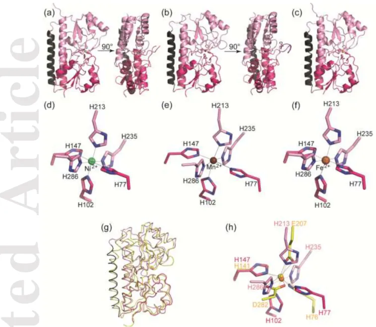 Figure  1.  Ribbon  representation  of  His-tag  FpvC-metal structure  and its  metal-binding  site