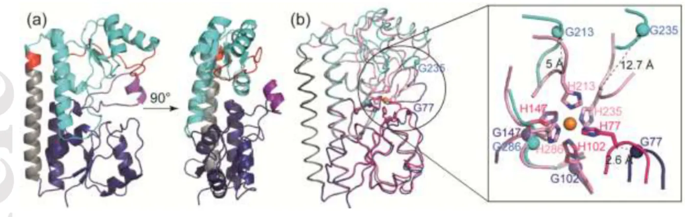 Figure  4.  (a)  Ribbon  representation  of  metal-free  FpvC-H6G  mutant  structure  in  two  orthogonal  views