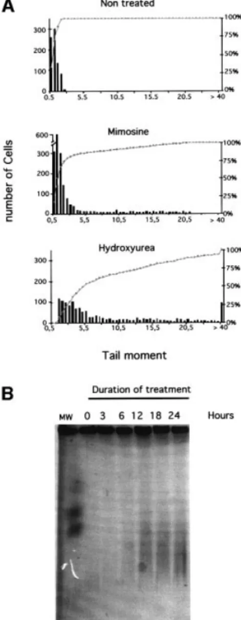 Fig. 2. DNA breaks induced by replication inhibitors. (A) The COMET assay measures single- and double-strand breaks