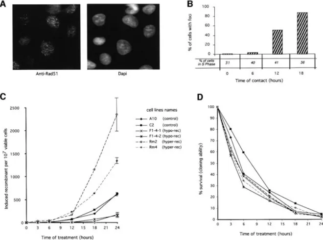 Fig. 5. Role of RAD51 in the induction of recombination by hydroxyurea. (A) and (B) Rad51 foci accumulation during hydroxyurea treatment.