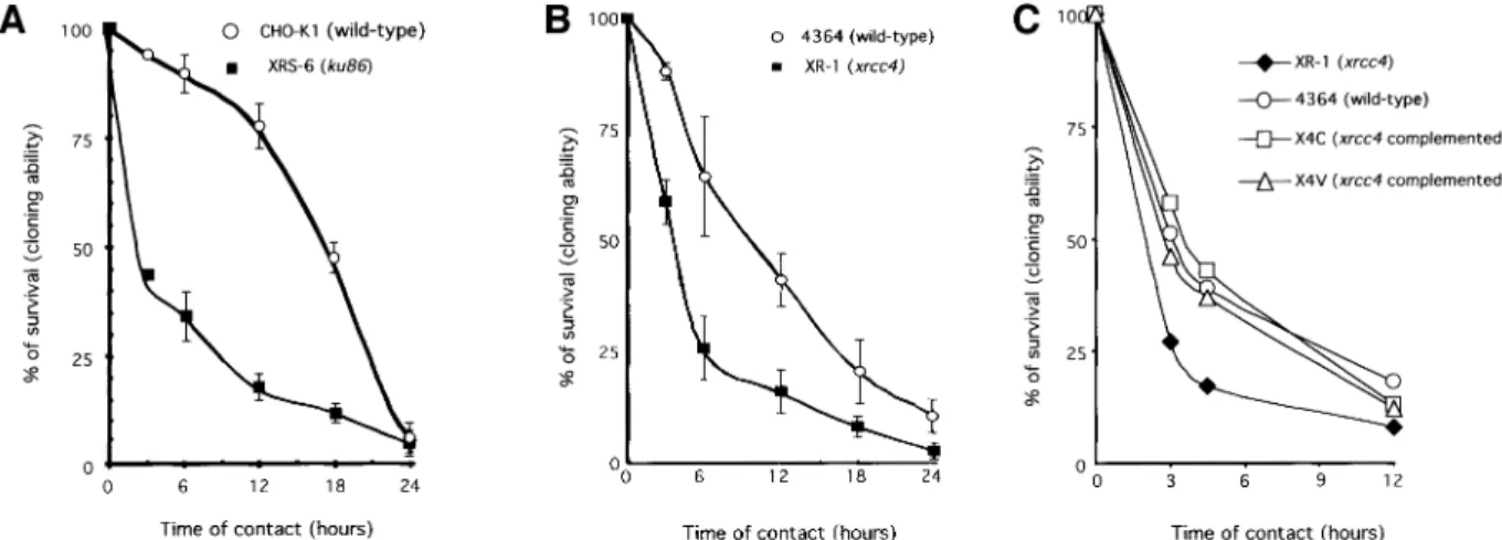 Fig. 6. Sensitivity of the ku86 ± mutant xrs6 line (A) and of the xrcc4 ± mutant XR-1 line (B), or the XR-1 line complemented with the XRCC4 cDNA (C), as a function of the duration of treatment with hydroxyurea
