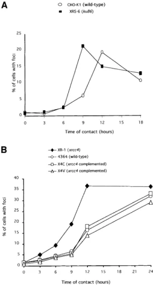 Fig. 7. Kinetics of Rad51 foci accumulation in the ku86 ± xrs6 line (A) or the xrcc4 ± XR-1 line and its derivatives (B)