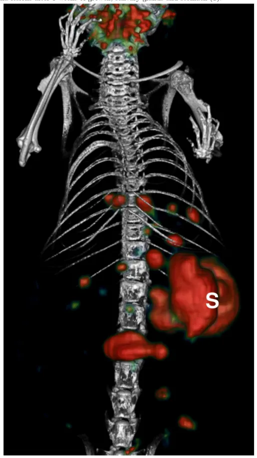Figure 4. CT/SPECT volume rendering highlighting peritoneal carcinoma lesions. Volume rendering of fused CT and SPECT (NG3D) highlighting peritoneal carcinoma lesions after 3 weeks of growth, salivary glands and stomach (S).