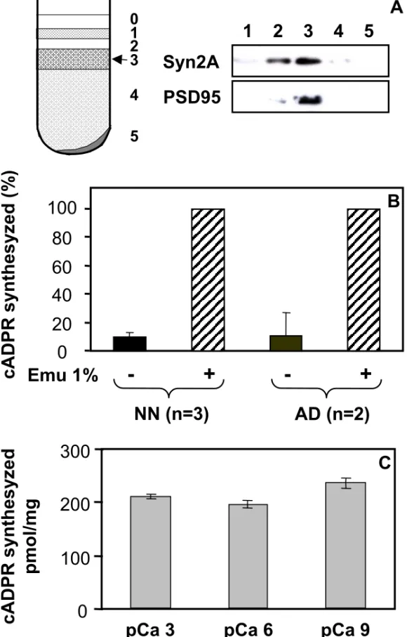 Figure 2 0 20406080 100 cADPR synthesyzed(%) - + - +Emu 1% NN (n=3) AD (n=2) B nthesyzed pmol/mg 100200300 CSyn2APSD951   2  3    4  5 A345120