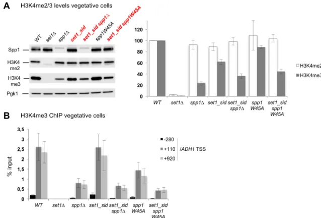 Fig 5. In the set1_sid mutant, Spp1 is still important to maintain H3K4me3 levels. (A) Histone H3K4 methylation levels in vegetatively growing cells detected by Western blot