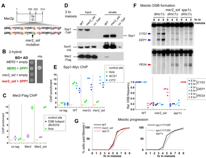 Fig 6. A mer2 point mutant affected for its interaction with Spp1 mimics the meiotic phenotype of spp1Δ