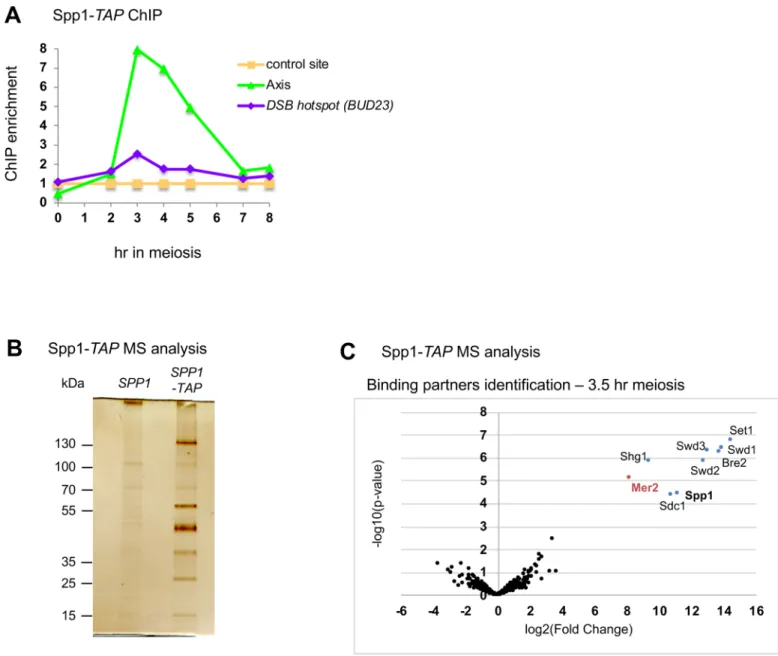 Fig 1. Spp1 interacts with the Set1 complex and the Mer2 DSB protein in meiotic cells