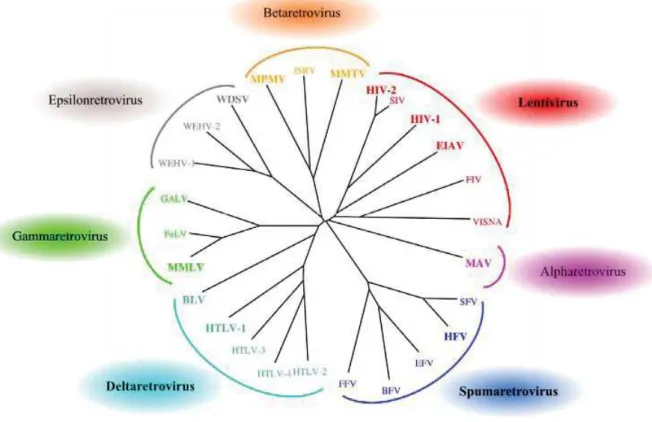 Figure 1. Phylogénie représentant les sept genres de la famille des Retroviridae. 