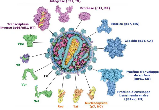 Figure 2. Structure du VIH dessiné à la main à partir des données de biologie structurale, de biophysique  et de microscopie