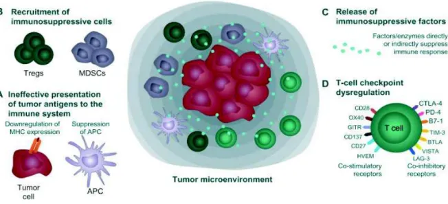 Figure 10 : Evasion immunitaire ou stratégies immunosuppressives utilisées par les cellules cancéreuses (Davies 2014)