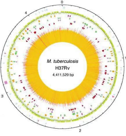Figure 1. 5 Circular map of the chromosome of M. tuberculosis H37Rv  (Source from Cole et al 1998)  [45] 