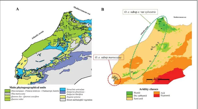 Figure  2.  Sites  d’échantillonnage  d’olivier  sauvage  au  Maroc  en  fonction  des  unités  phytogéographiques (A) et le contexte climatique (B)