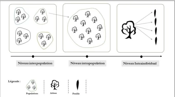 Figure  4.  Diapositive  d’échantillonnage  hiérarchique  des  traits  fonctionnels  foliaires  de  l’olivier sauvage au Maroc