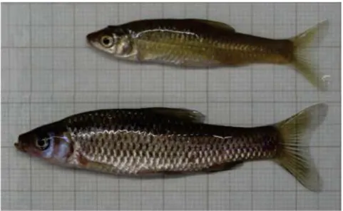 Figure 1.2 Photograph of female (top) and male (bottom) Pseudorasbora parva. 