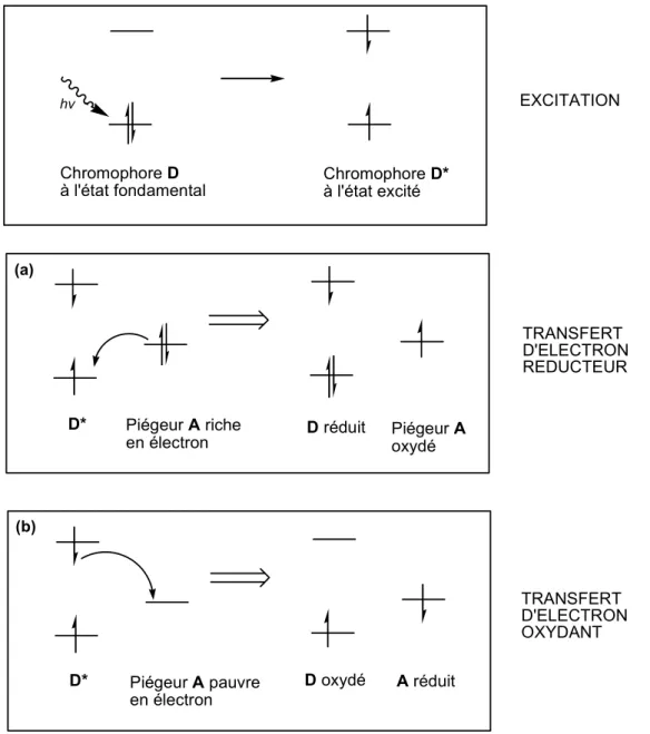 Figure 5. Piégeage de l'état excité d'un chromophore D* par un piégeur A par transfert  d'électron réducteur (a) ou oxydant (b)
