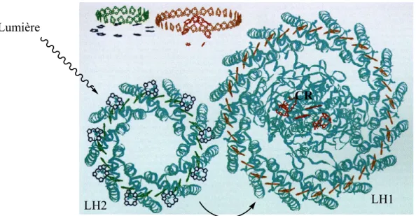 Figure 1 : Schéma des complexes LH2 et LH1 récoltant l’énergie lumineuse                             avant de la transférer au centre réactionnel (CR)