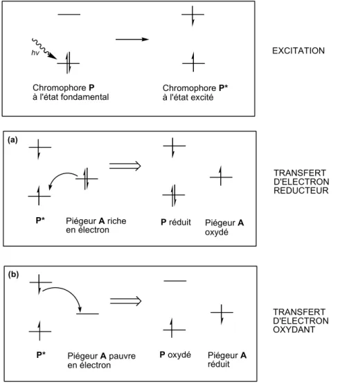 Figure 5. : Piégeage de l’état excité d’un chromophore photosensibilisant P* par                       transfert d’électron réducteur ou oxydant