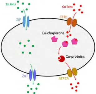 Figure I-7. Scheme illustrating the Cu and Zn ions regulation/uptake in neurones. 