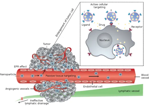 Figure I.7 – Nanoparticles can reach tumors through Enhanced Permeation and Retention effect (EPR), exploiting the leakiness of angiogenic blood vessels, in an approach called passive targeting