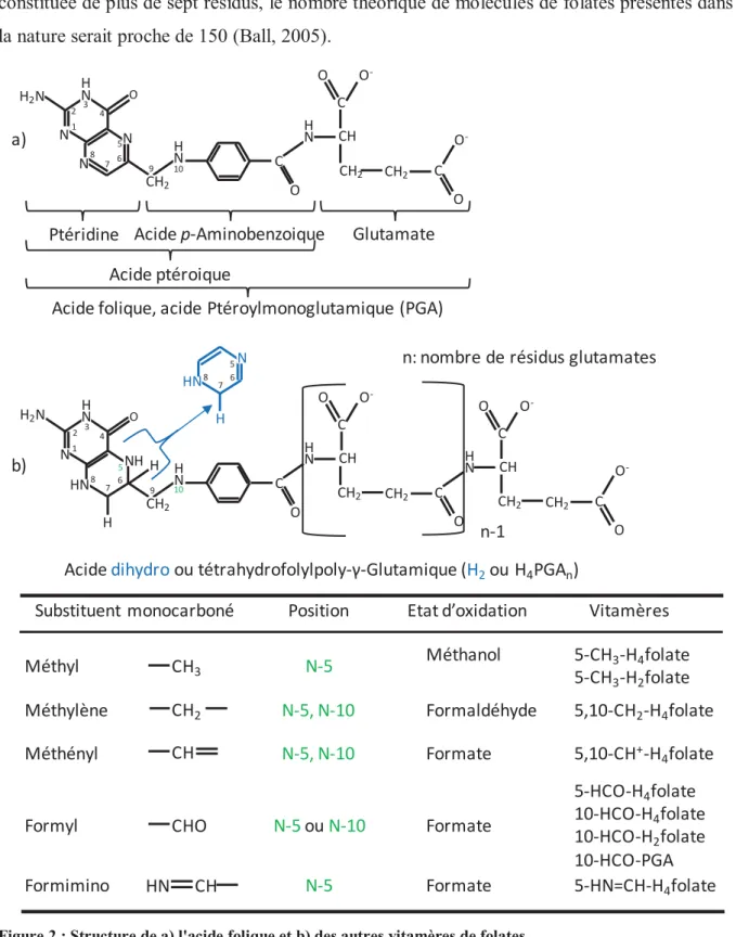 Figure 2 : Structure de a) l'acide folique et b) des autres vitamères de folates 