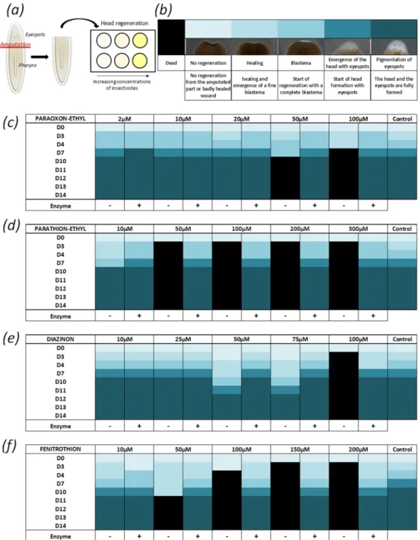 Figure 6.  Evaluating the impact of insecticides and their enzymatically-generated degradation products on  planarian head regeneration