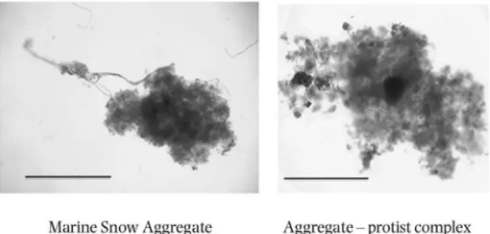 Figure 2. Examples of the types of particle identified. The scale bar in each is 1 mm.