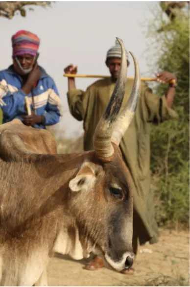 Figure 3. Animal shown is a cross-breed between a  trypanotolerant breed (Ndama) and a meat breed  (Gobra) in the Niayes area of Senegal