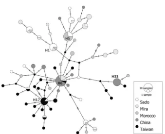 Fig. 2. Median joining network of C. angulata DNA haplotypes of a fragment (position 10617-11217 bp of EU672832) of the major noncoding region of the mitochondrial genome