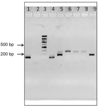 Figure 2. Illustrating electrophoresis of MMPCR products. Ez- Ez-vision stained 3% agarose gel containing MMPCR products obtained from DNA extracts of reference strains and current digestive tracts of T.