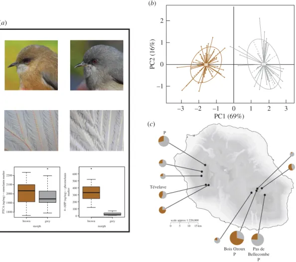 Figure 1. Phenotypic variation in highland populations of the Reunion grey white-eye and the population sampling scheme.