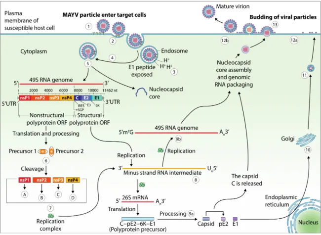 Figure 4. The replicative cycle and genomic structure of MAYV. E: envelope; nsP: nonstructural protein; UTR: untranslated region; nt: nucleotides