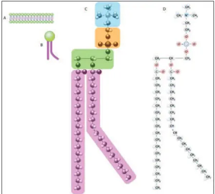 Figure 16 : A à D. De la bicouche lipidique à la structure du glycérophospholipide la  composant