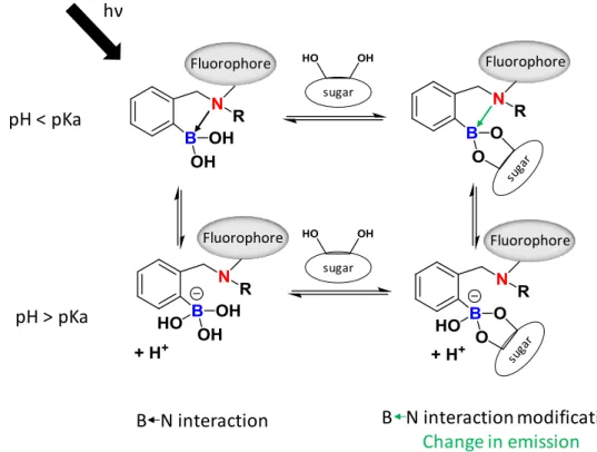 Figure 1-6: General principle of sugar sensing by boronic acid/amine chemosensors 