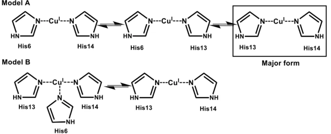 Figure I.C-3: Schematic view of the two proposed models for Cu(I) coordination in the Aβ peptide