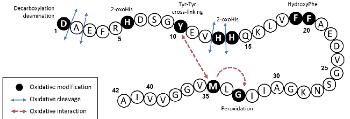 Figure I.C-9: Schematic view of the different oxidative modifications (black circle), cleavages (blue  arrows) and interactions (red arrows) undergone by the Aβ 42  peptide during the copper-mediated 