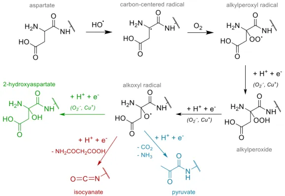 Figure I.C-12: Mechanism of aspartate oxidation with three different pathways starting from alkoxyl  radical and leading to the formation of 2-hydroxyaspartate (green), isocyanate (red) and pyruvate (blue)