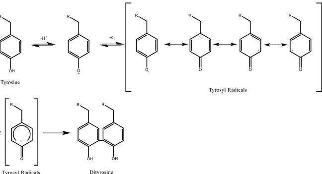 Figure I.C-13: Tyrosine cross-linking mechanism leading to the formation of dityrosine  [111]