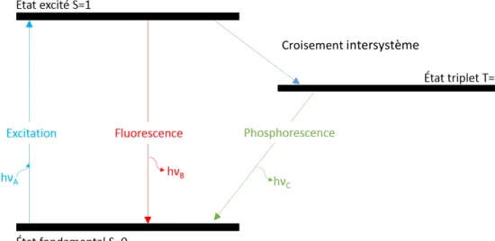 Figure 14. Diagramme de Jablonski simplifié présentant les transitions d'état de la molécule