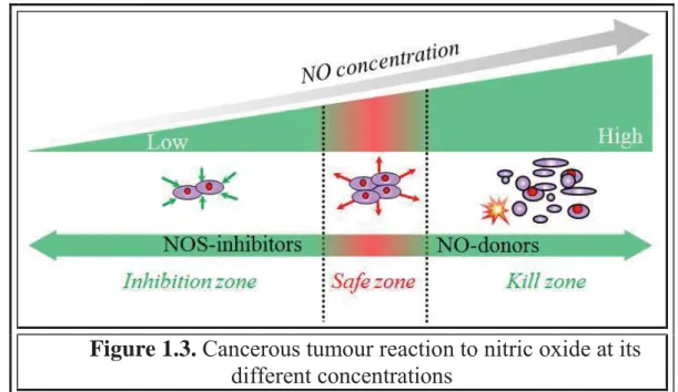 Figure 1.3. Cancerous tumour reaction to nitric oxide at its  different concentrations