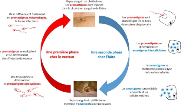 Figure 6 : Cycle de vie du parasite Leishmania, chez l’hôte et chez le vecteur. 