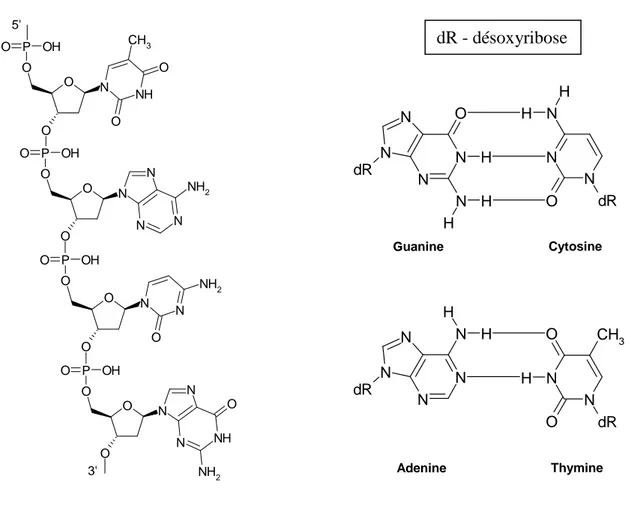 Figure II-1 : Structure de l’ADN et de ses paires de nucléotides 