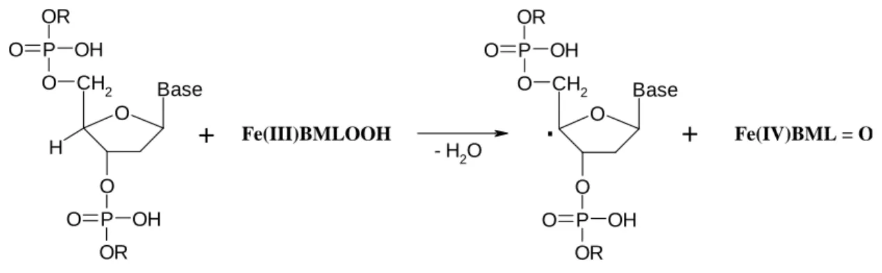 Figure  I-24 : Arrachement de l’atome d’hydrogène en 4’ du désoxyribose par la bléomycine 